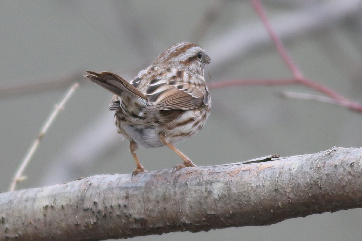 Song Sparrow - ML54251641