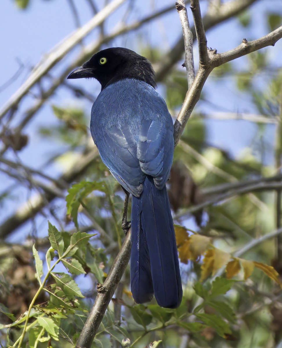 Bushy-crested Jay - ML542519371