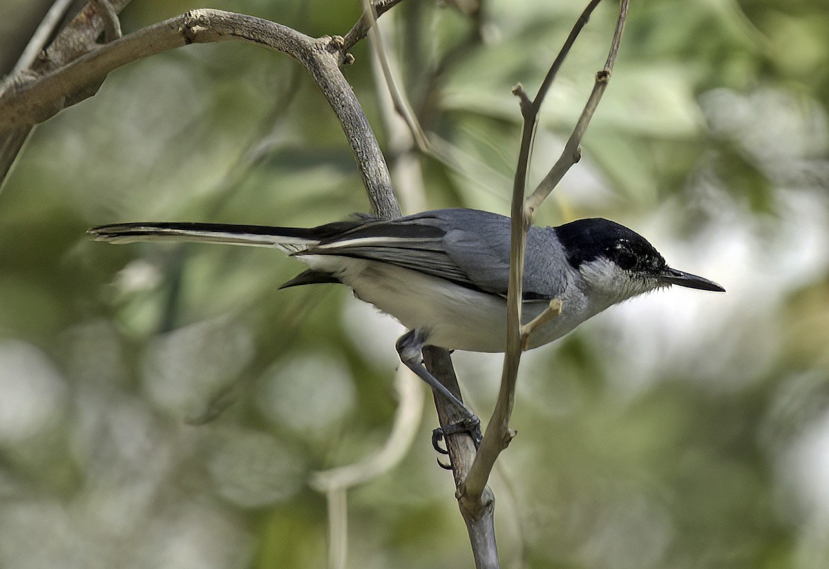 White-lored Gnatcatcher - ML542519541