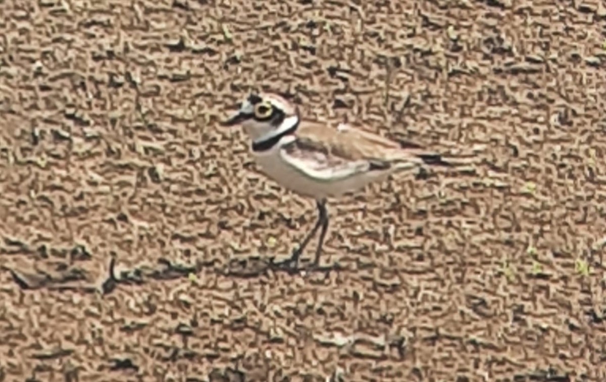 Little Ringed Plover - Navin Rajan