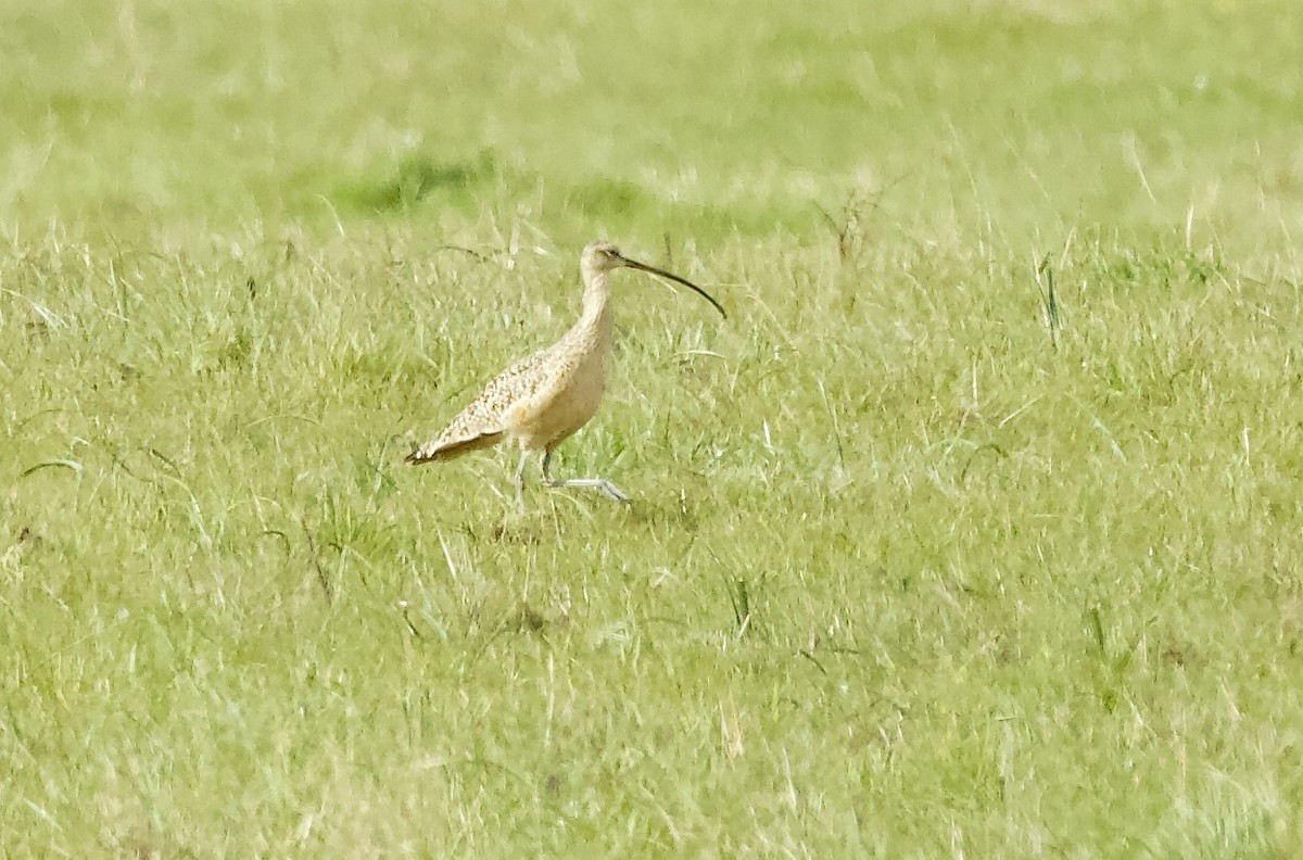 Long-billed Curlew - kasey foley