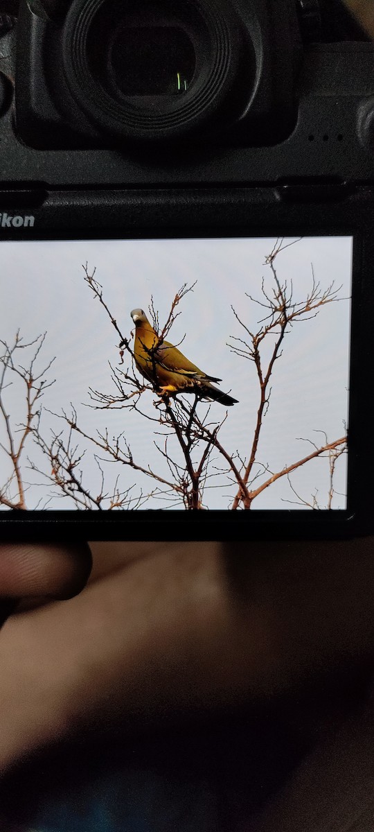 Вінаго жовтошиїй - ML542520281