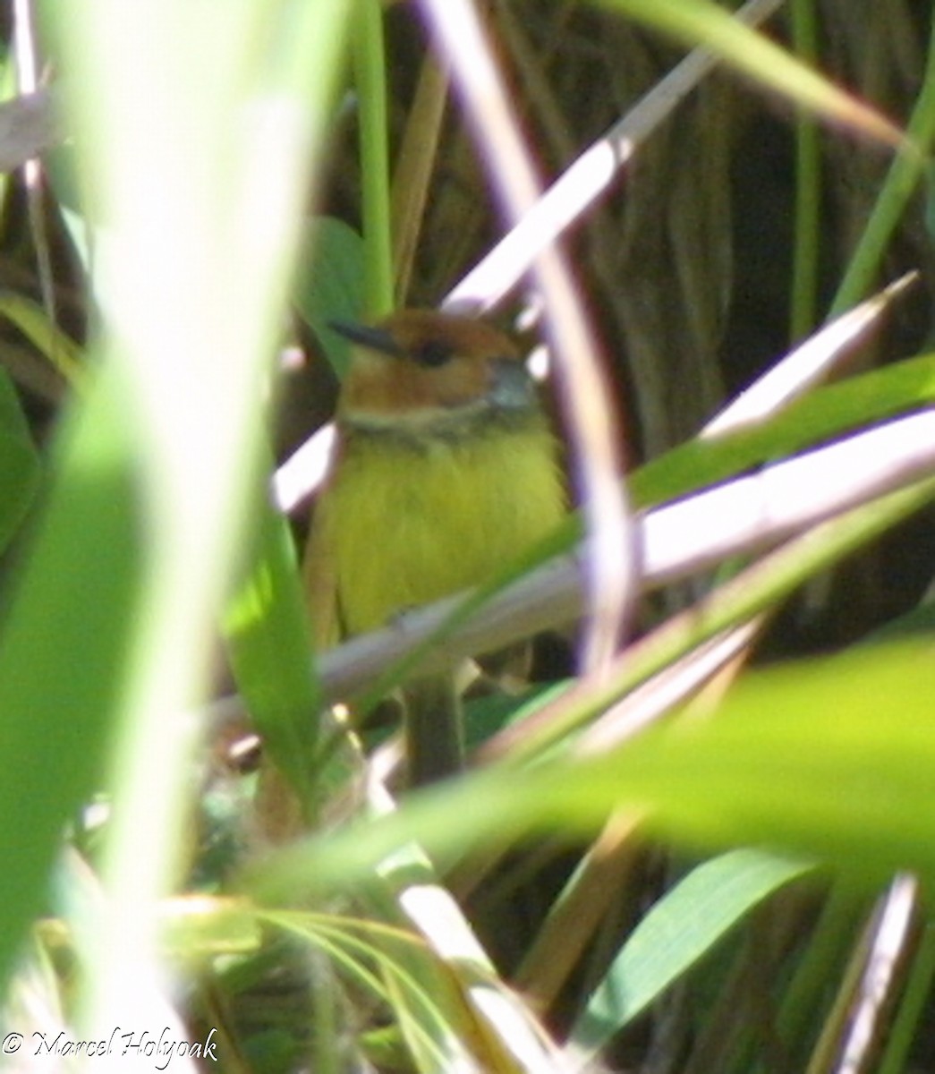 Rufous-crowned Tody-Flycatcher - ML542520411