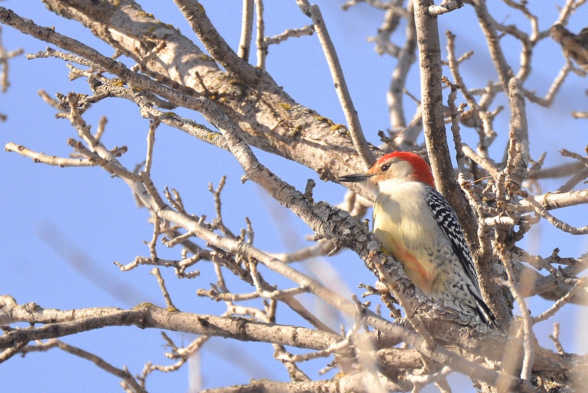 Red-bellied Woodpecker - Asher  Warkentin