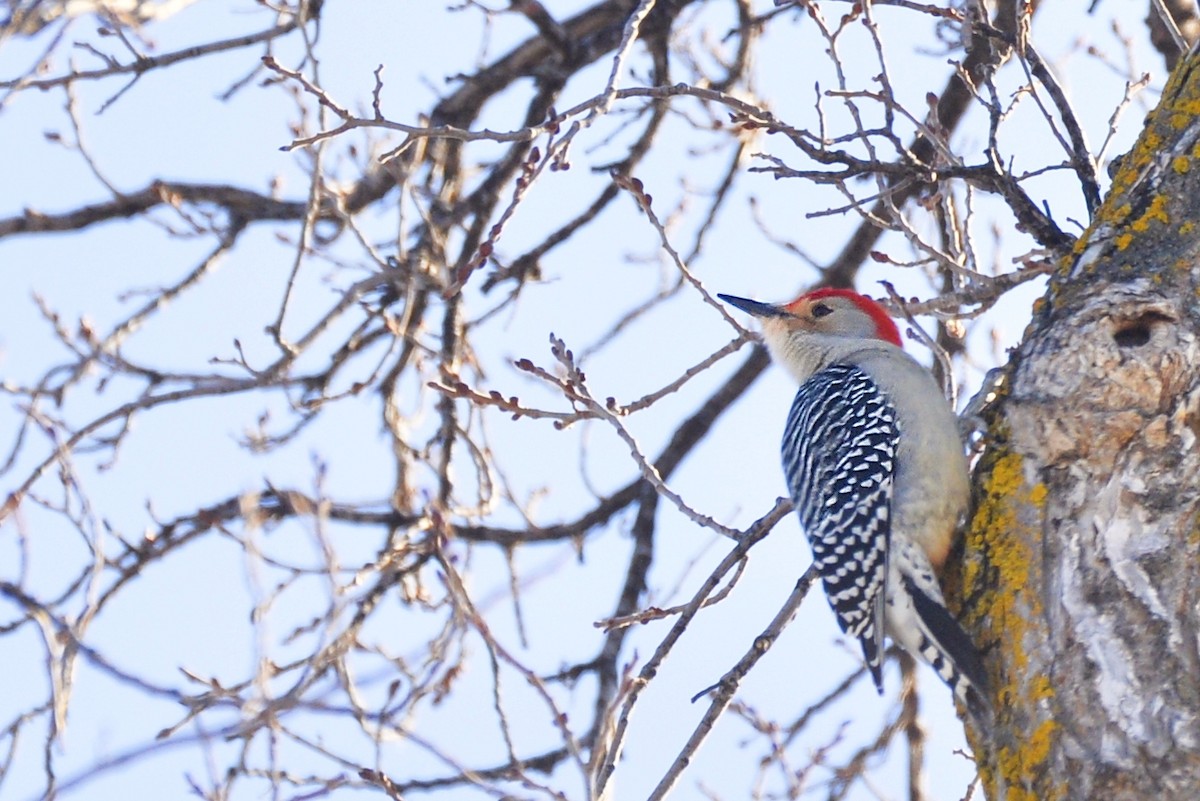Red-bellied Woodpecker - Asher  Warkentin