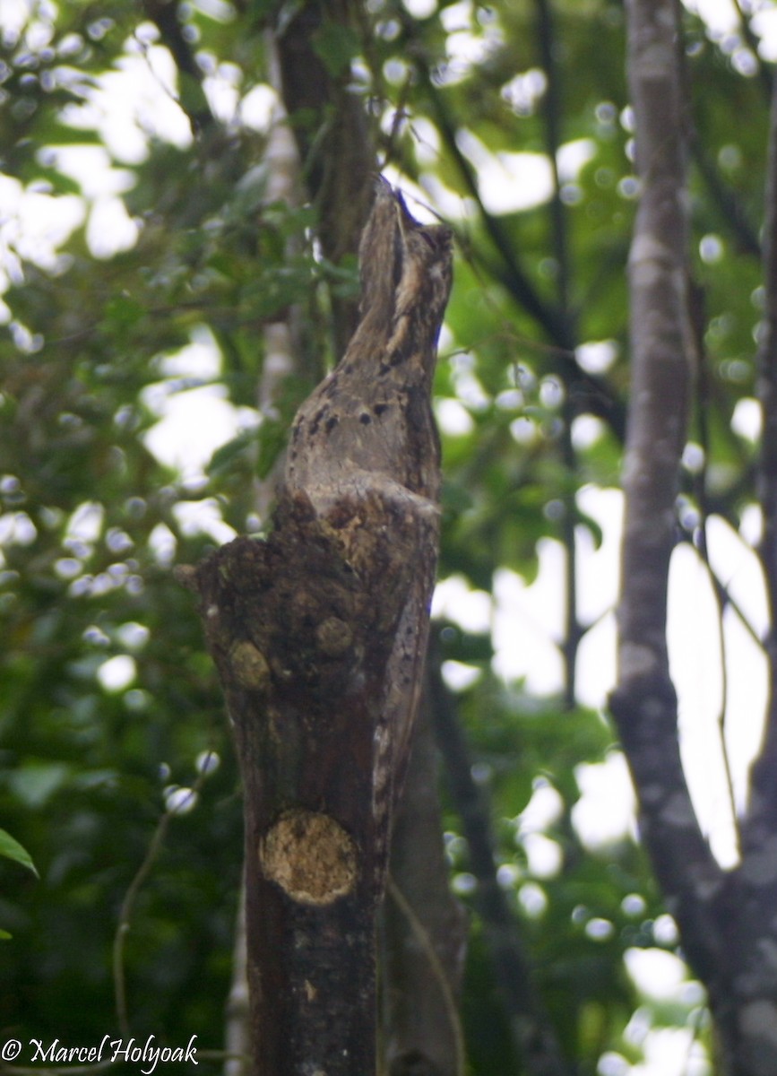 Common Potoo - ML542522211