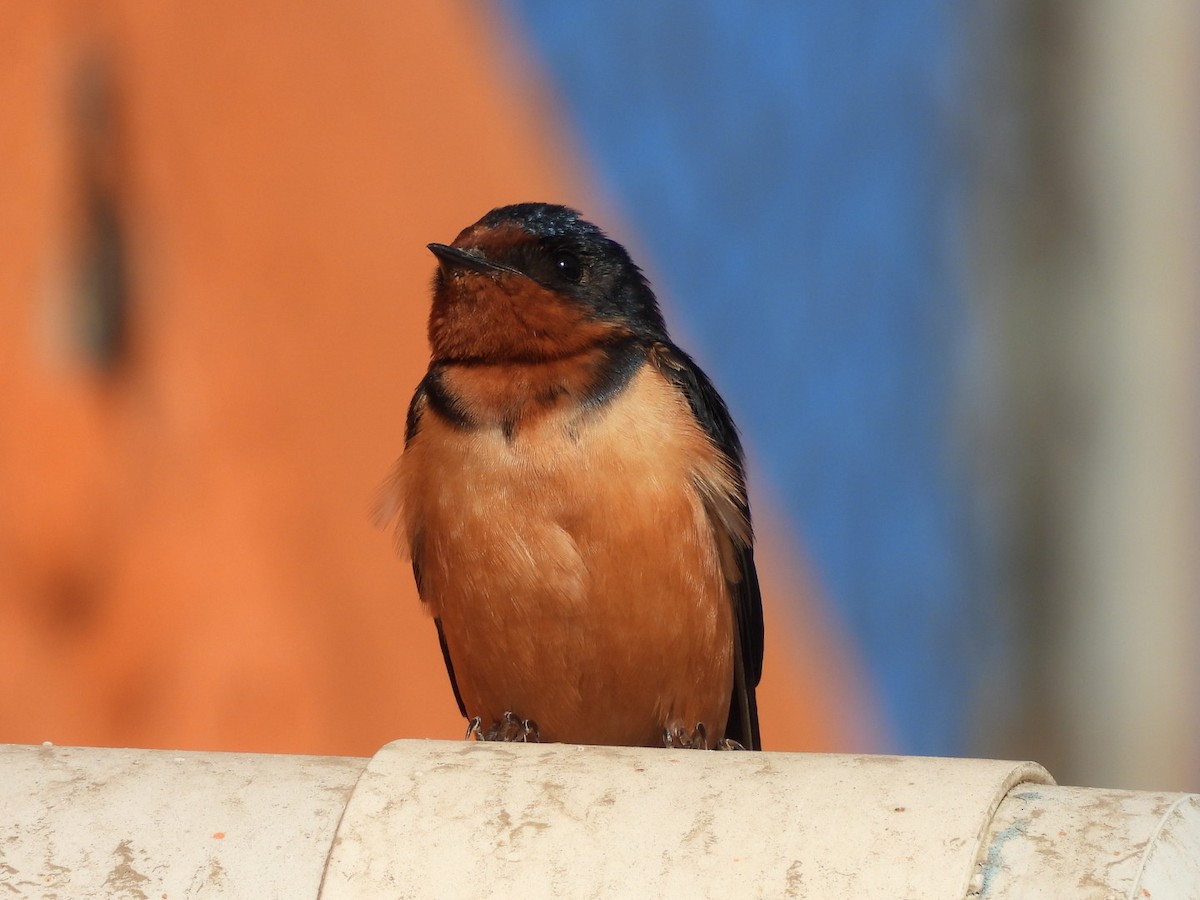 Barn Swallow - ML542522391