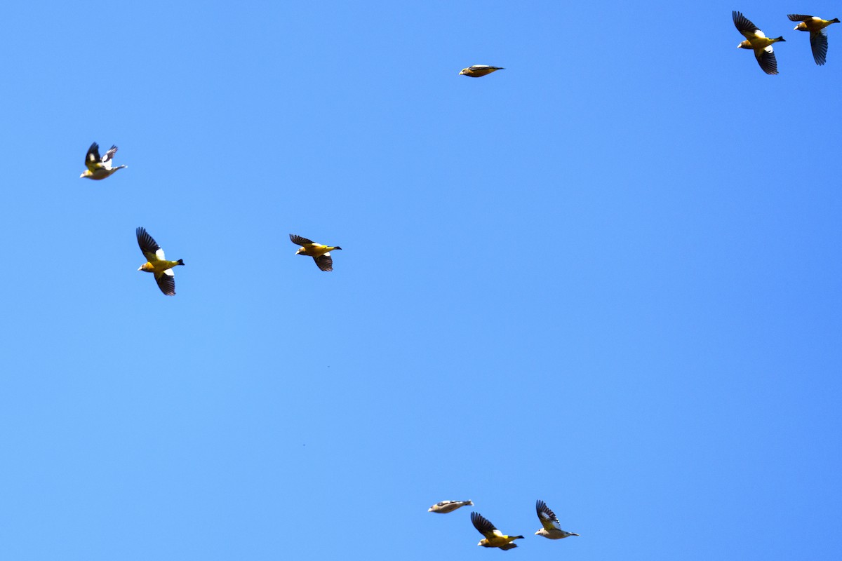 Evening Grosbeak - ML542522661