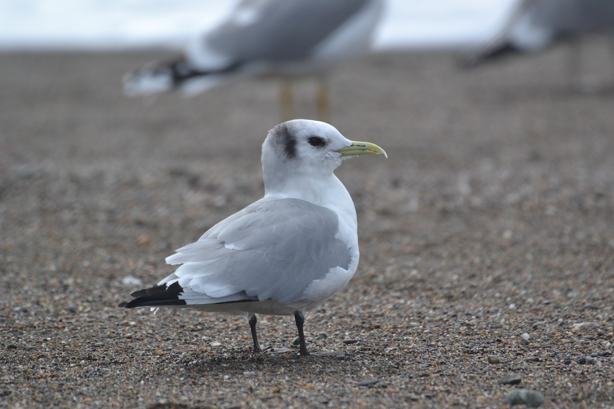 Black-legged Kittiwake - Heather Williams