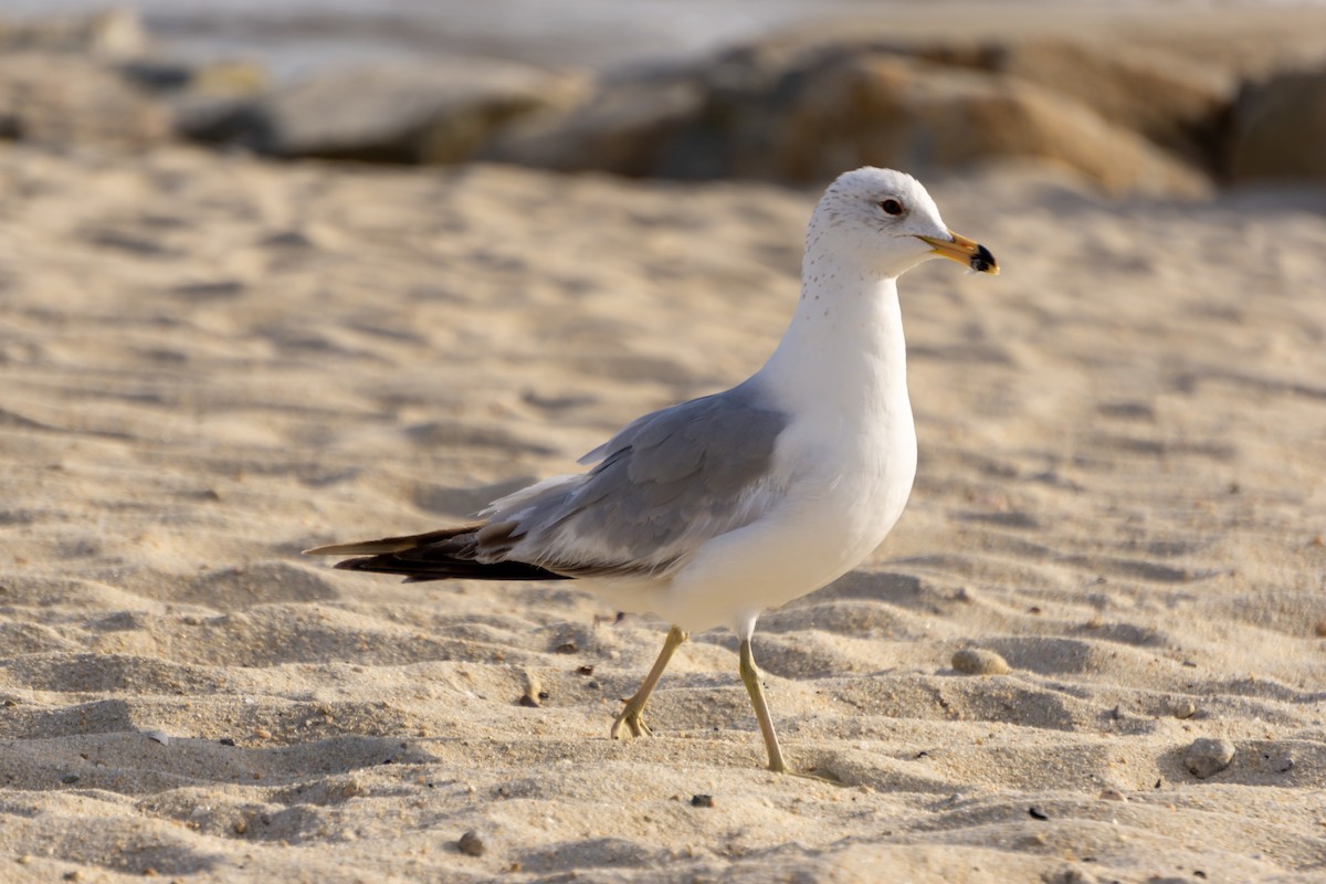 Ring-billed Gull - ML542525061