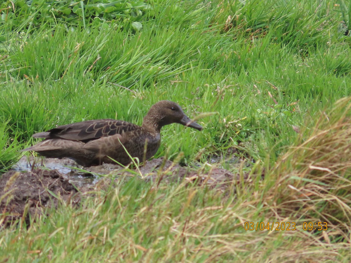 Andean Teal - ML542525161