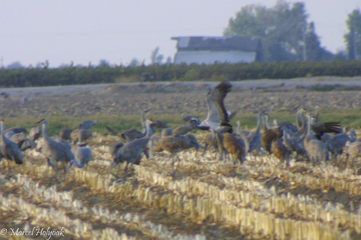 Demoiselle Crane - Marcel Holyoak