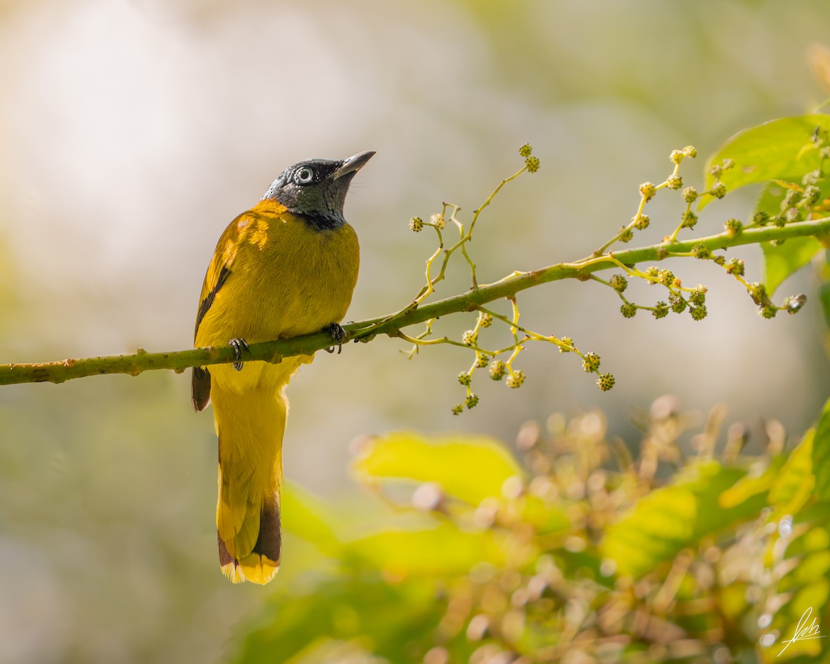 Black-headed Bulbul - ML542528861