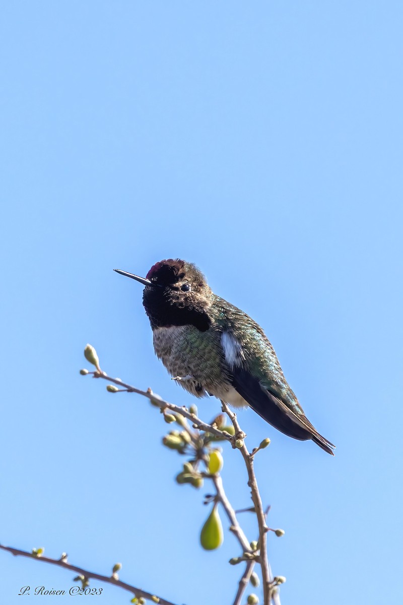 Anna's Hummingbird - ML542529181