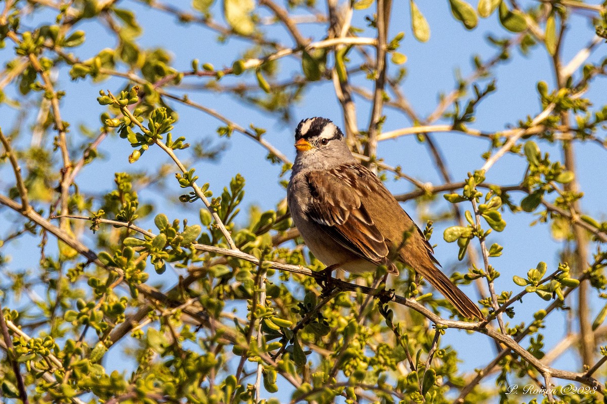 White-crowned Sparrow - Paul Roisen