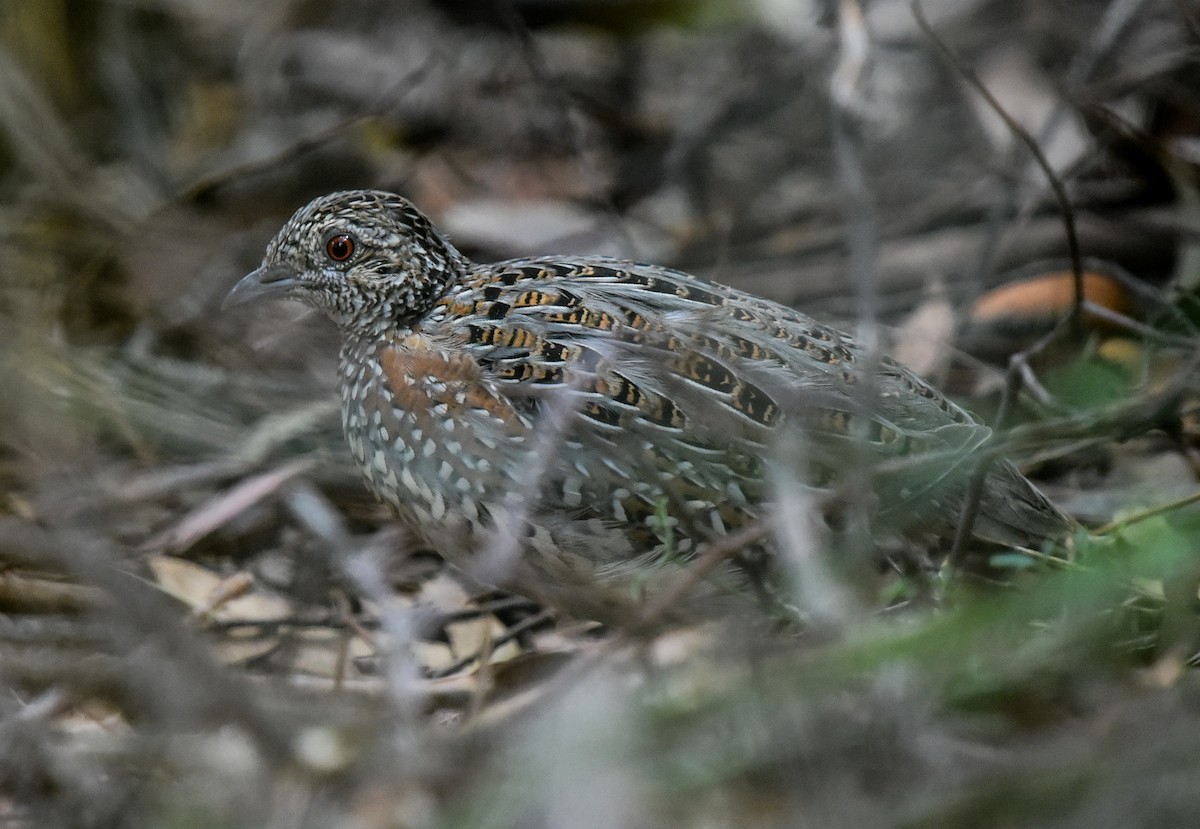 Painted Buttonquail - ML542529441