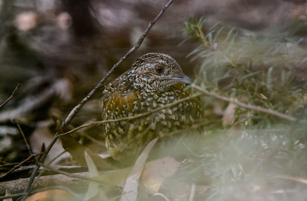 Painted Buttonquail - ML542529551