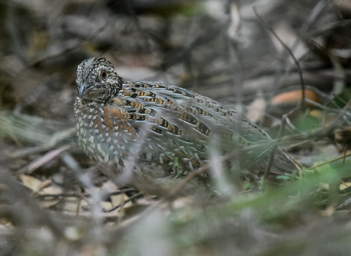 Painted Buttonquail - ML542529561
