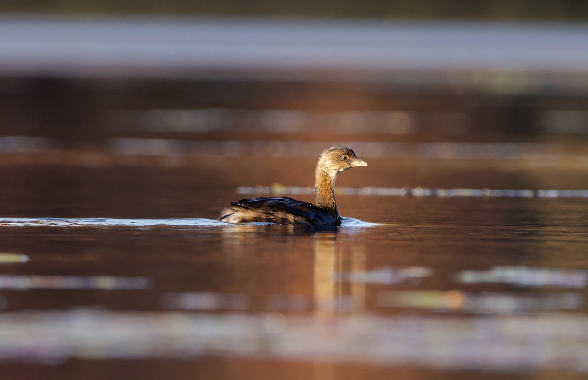 Pied-billed Grebe - ML542529671