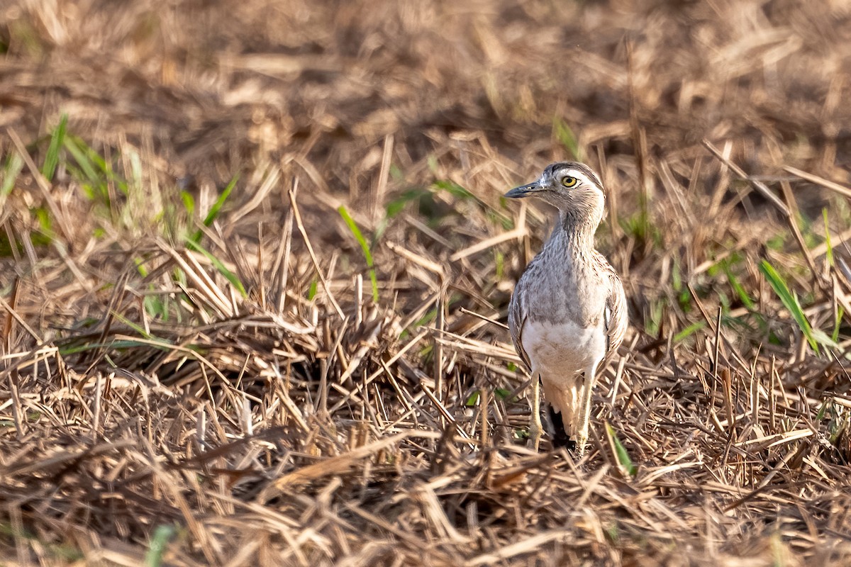 Double-striped Thick-knee - ML542530111
