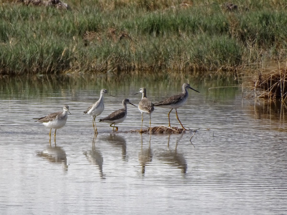 Greater Yellowlegs - ML542530291