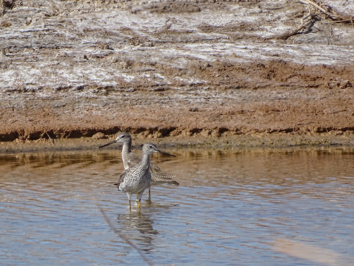 Greater Yellowlegs - ML542530311
