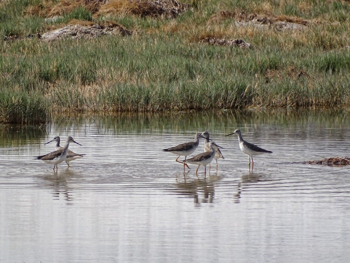 Greater Yellowlegs - ML542530321