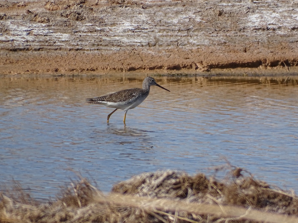 Greater Yellowlegs - ML542530331