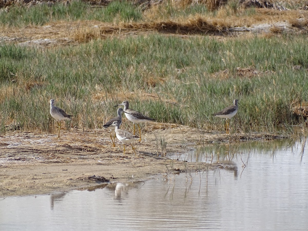 Greater Yellowlegs - ML542530341