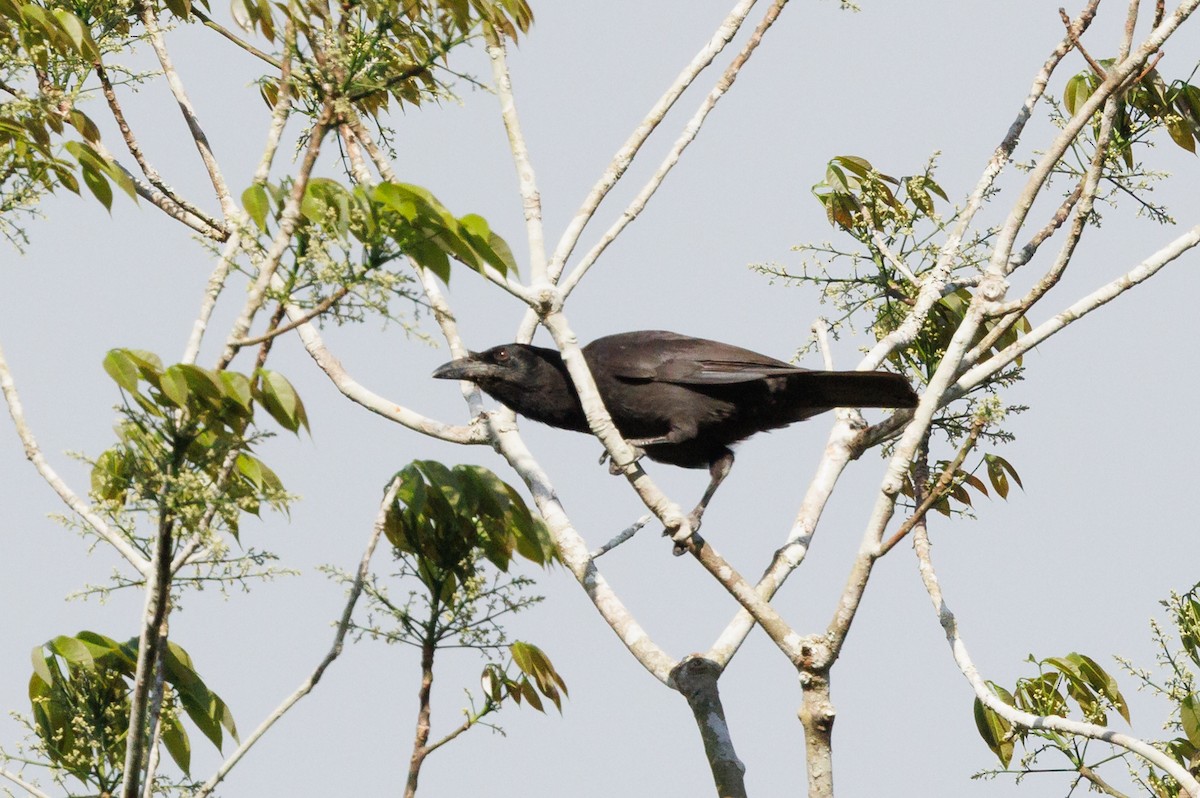 Jamaican Crow - Robert Lewis