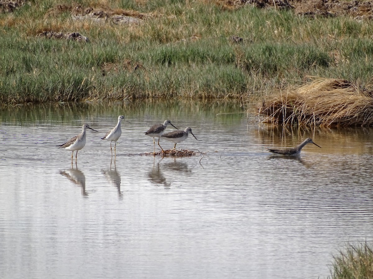 Greater Yellowlegs - ML542531601