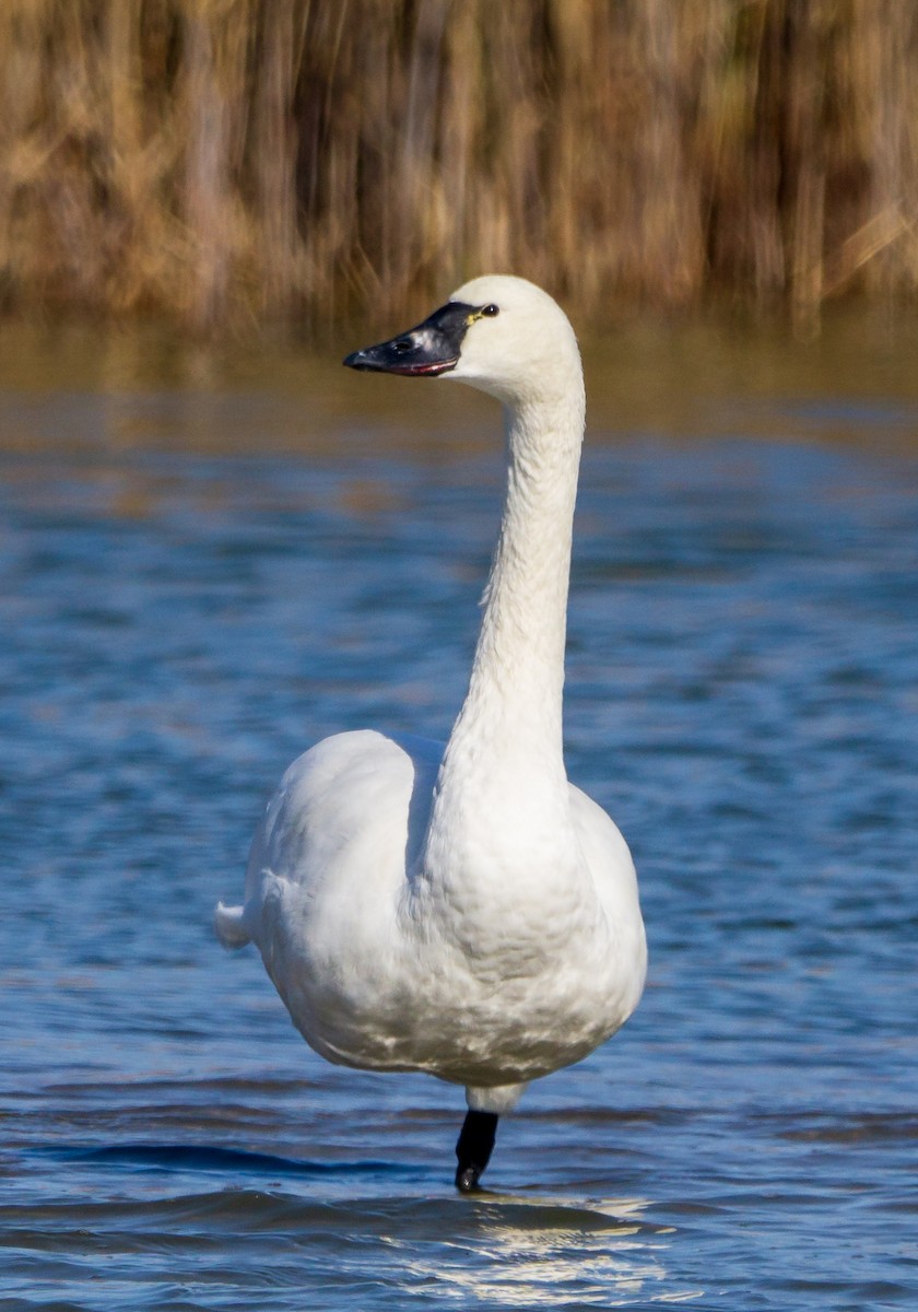 Cygne siffleur - ML542531641