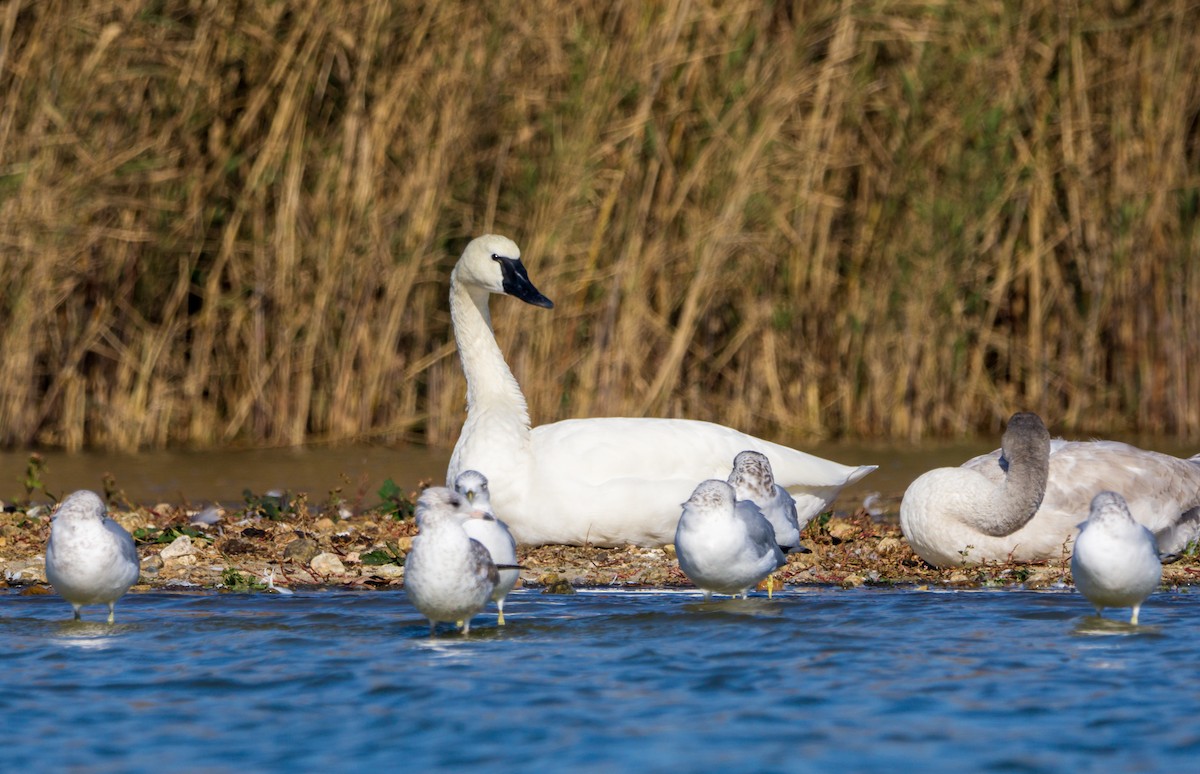 Cygne siffleur - ML542531651