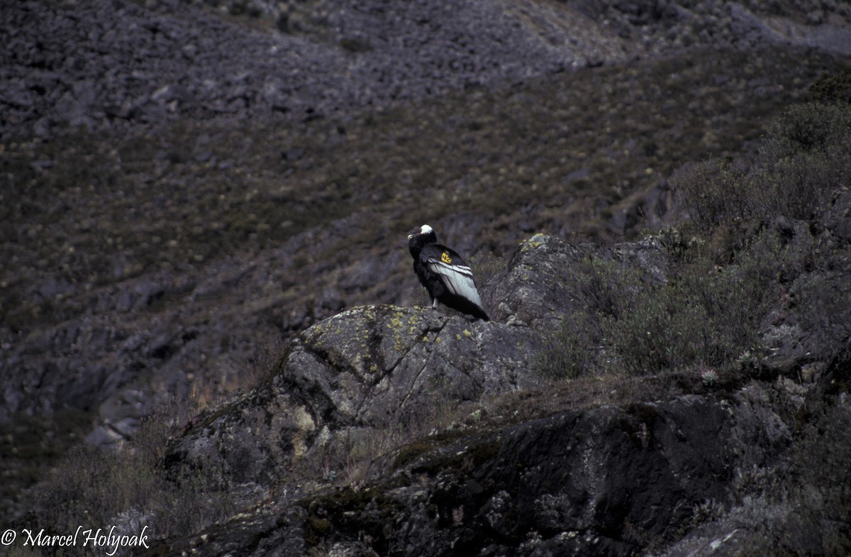 Cóndor Andino - ML542532491