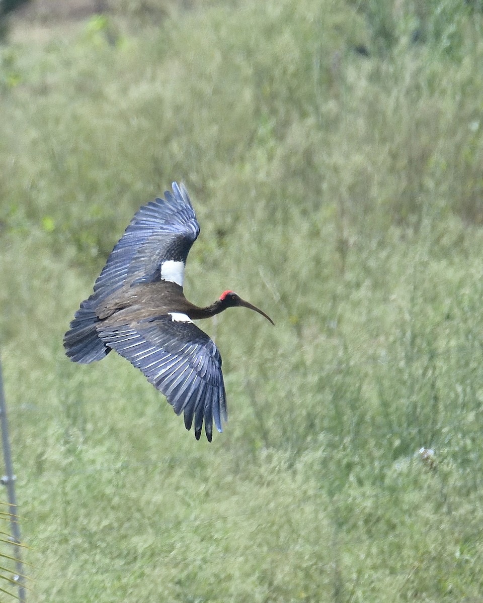 Red-naped Ibis - Mohan C P