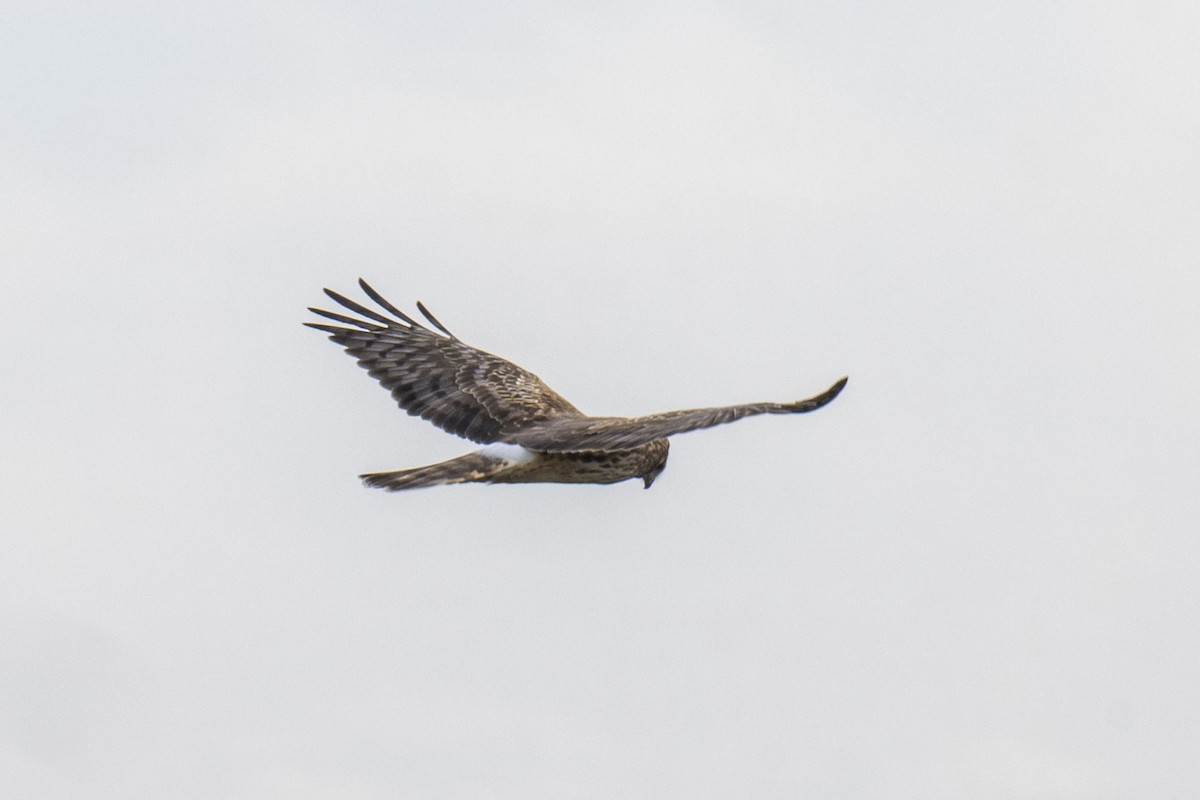Northern Harrier - ML542534761