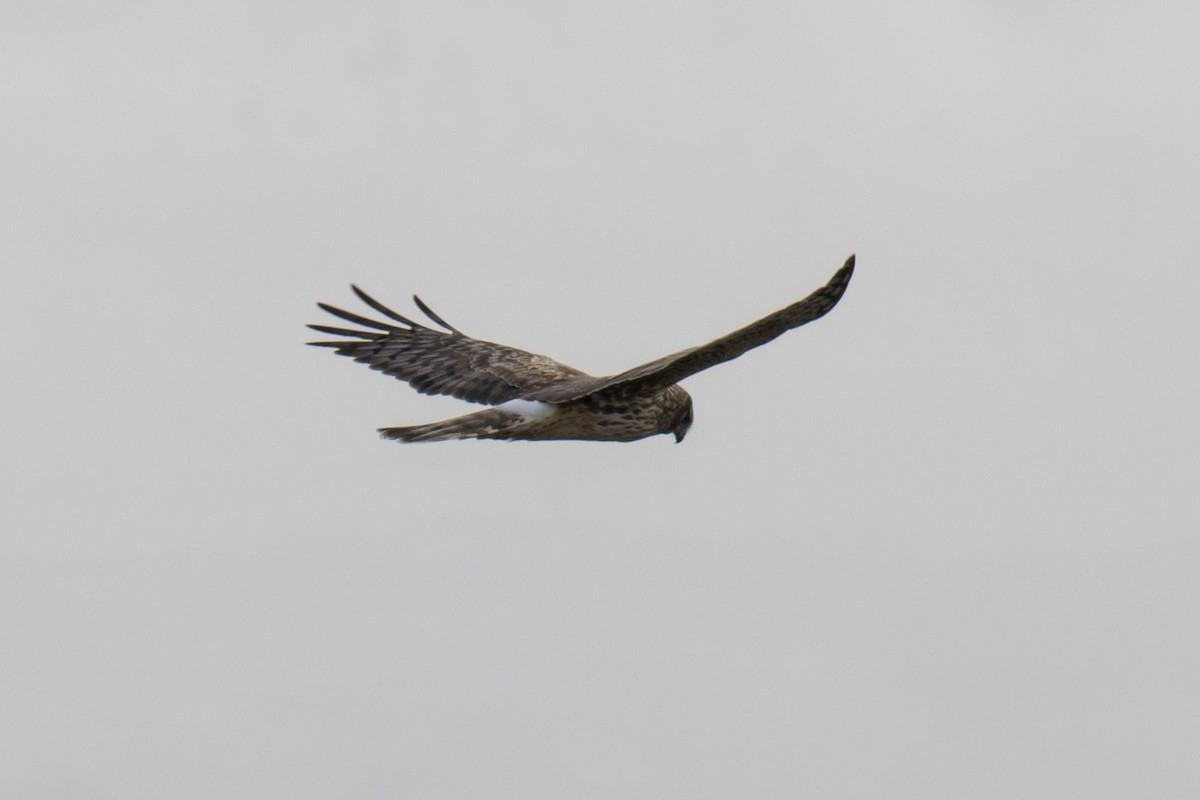 Northern Harrier - ML542534771