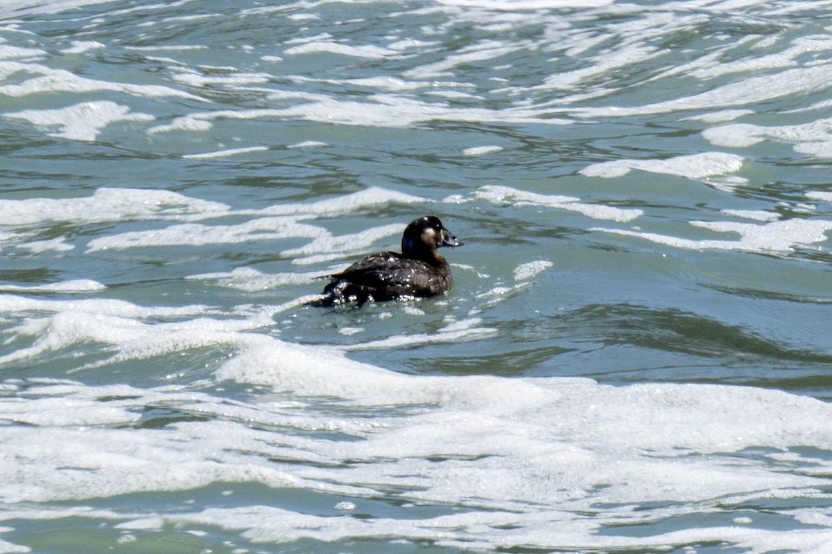 Surf Scoter - ML542535761