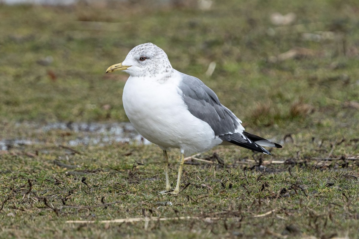 racek bouřní (ssp. kamtschatschensis) - ML542535931