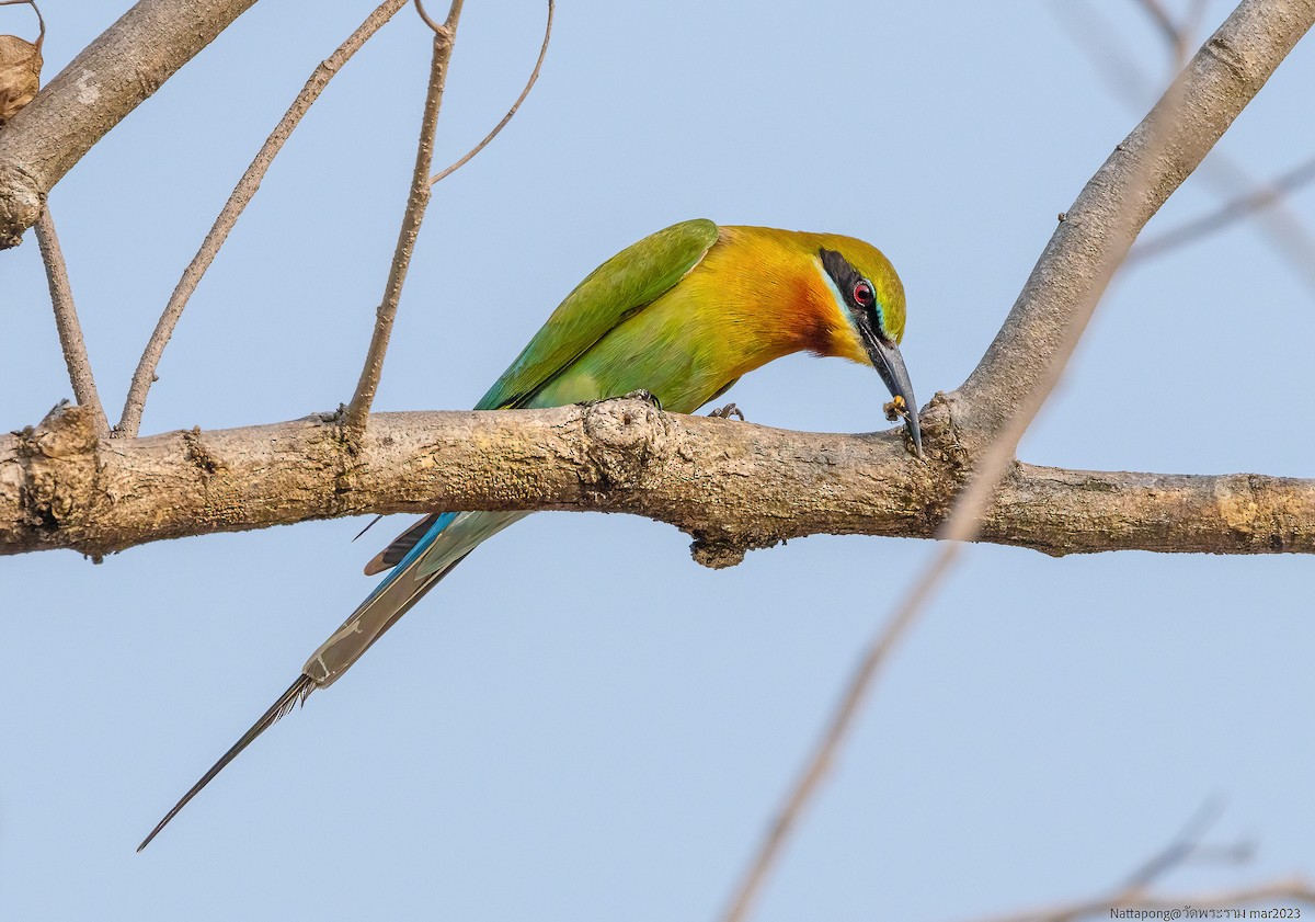 Blue-tailed Bee-eater - ML542538121