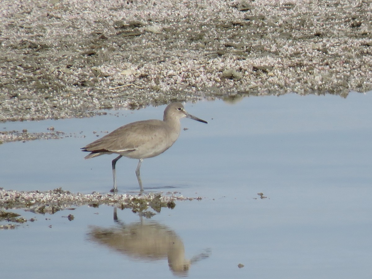 Willet - ML542538651