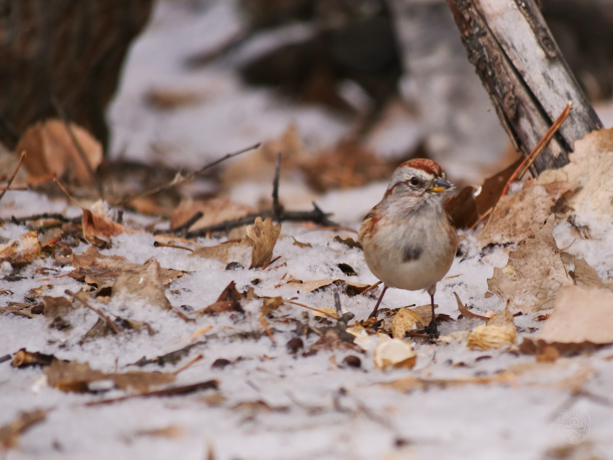 American Tree Sparrow - ML542539331