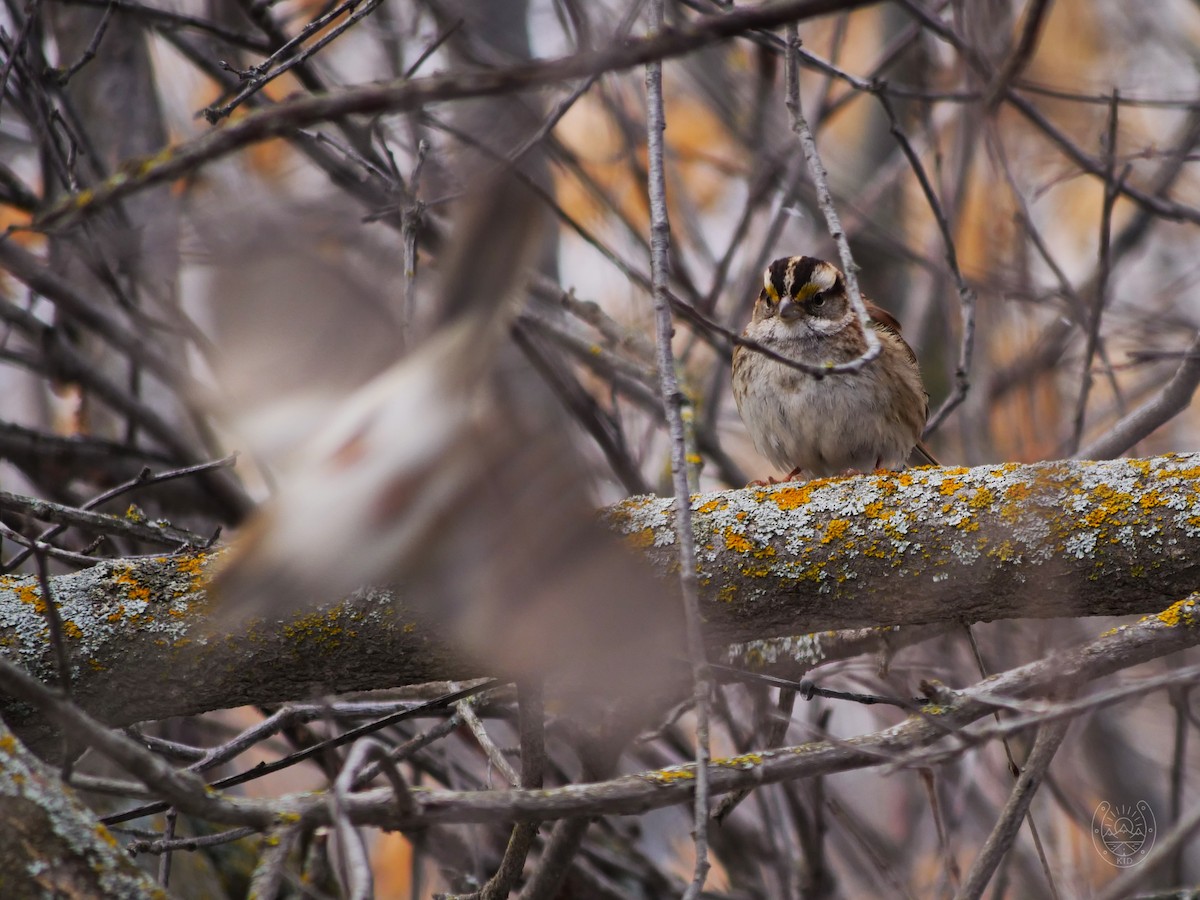 White-throated Sparrow - ML542539351