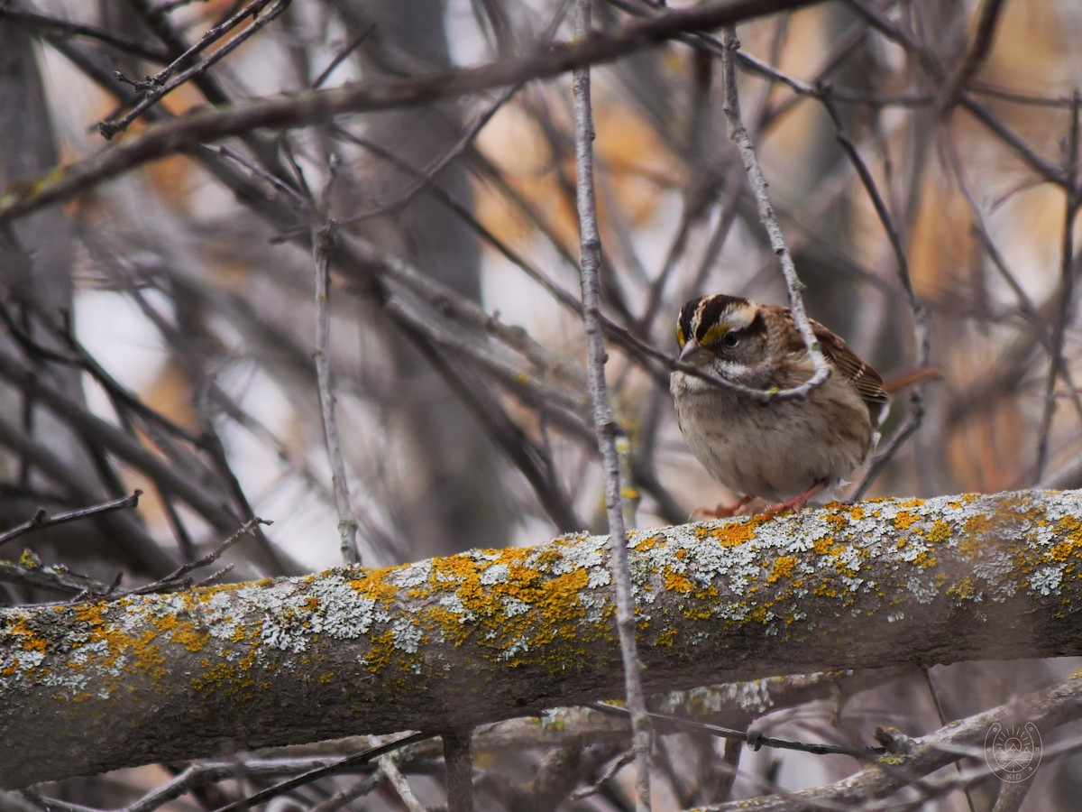 White-throated Sparrow - ML542539361