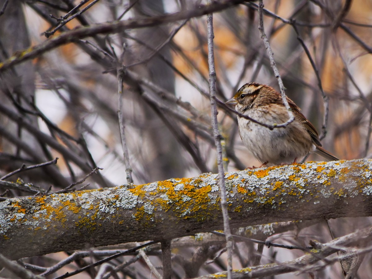 White-throated Sparrow - ML542539391