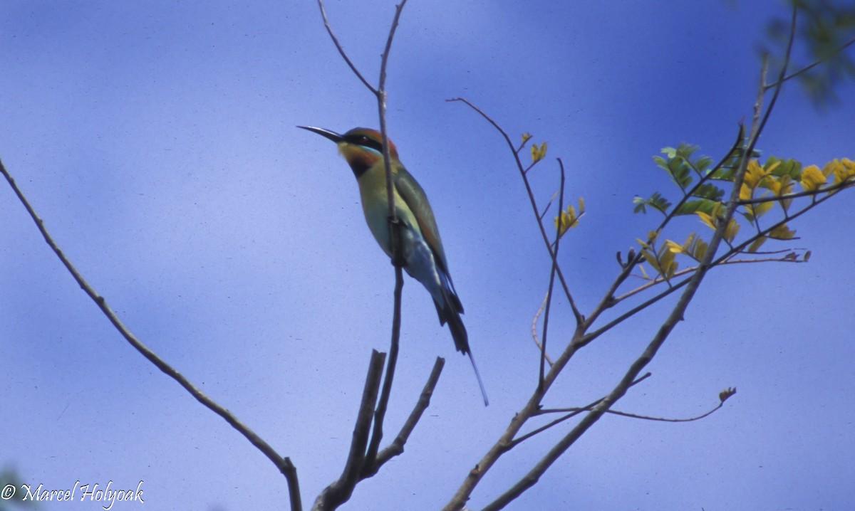 Rainbow Bee-eater - ML542540551