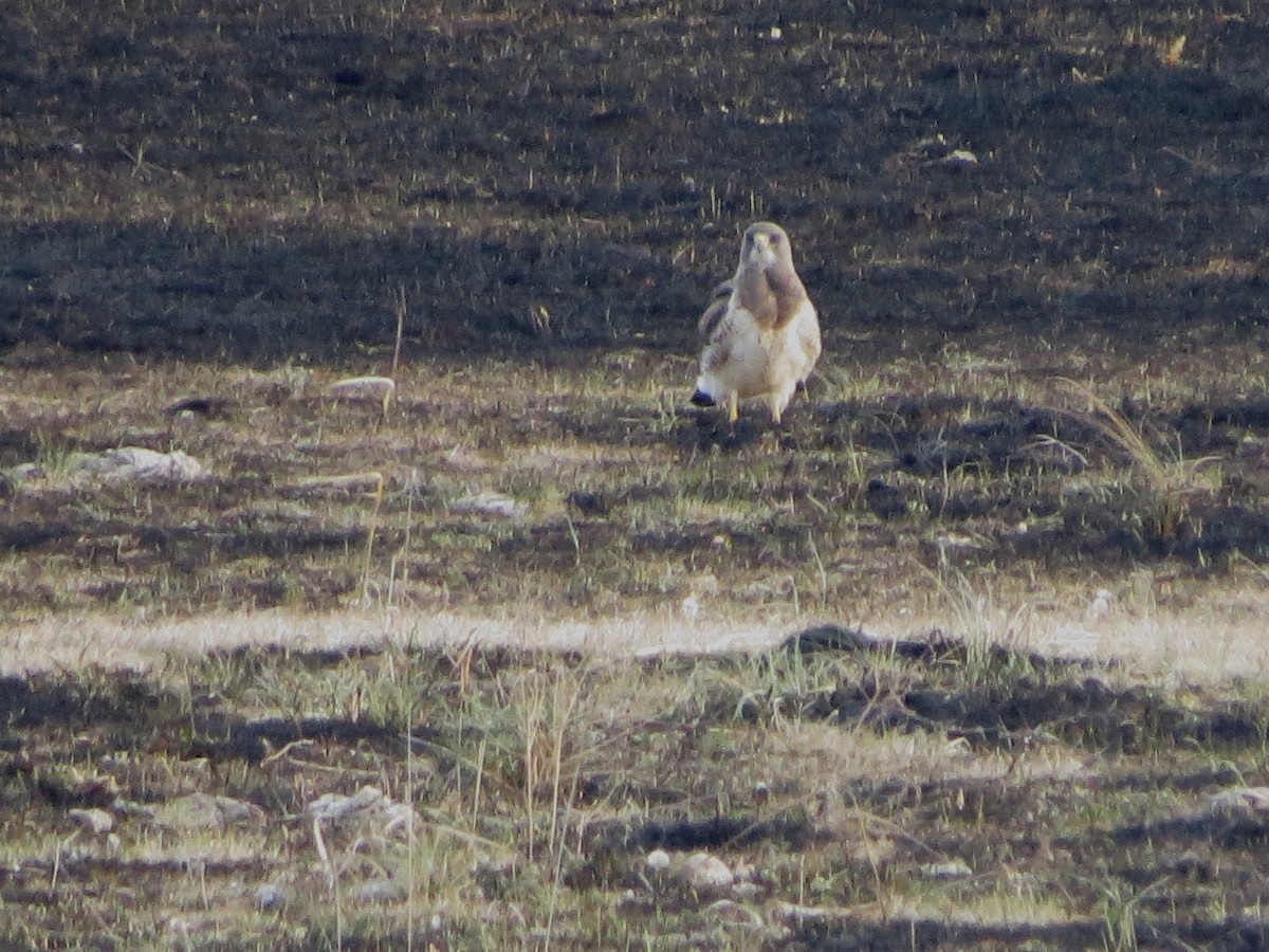 Swainson's Hawk - ML54254091