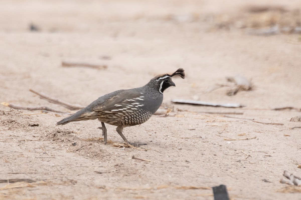 California Quail - Lauren diBiccari