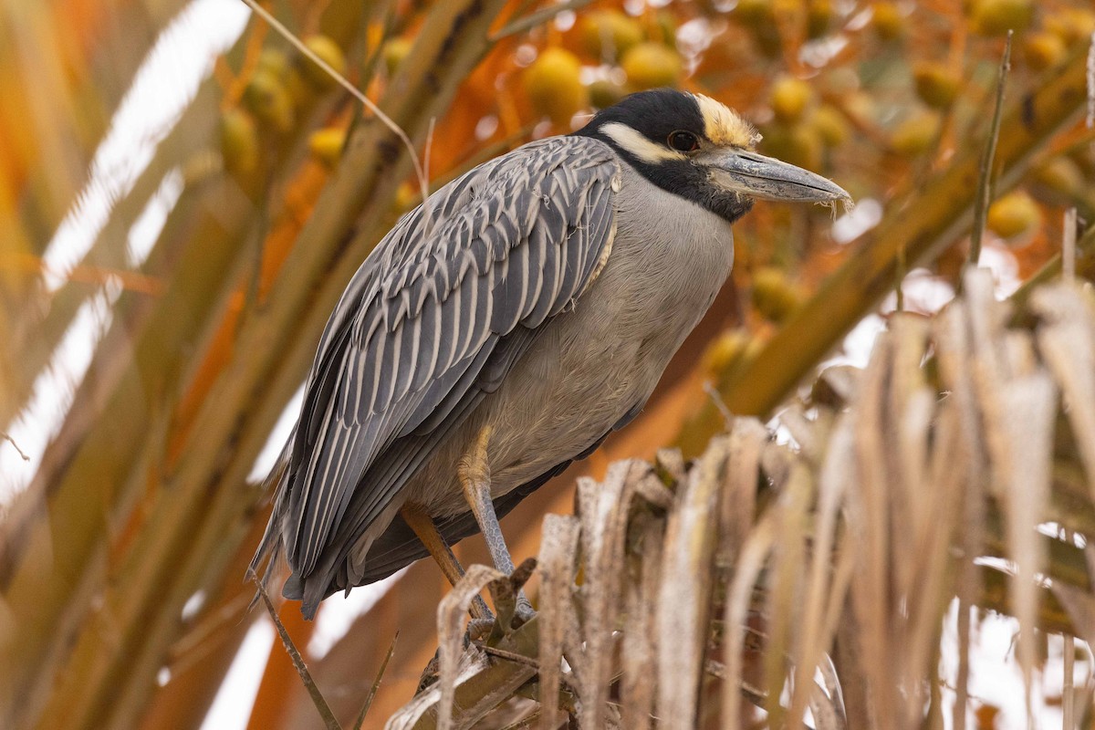 Yellow-crowned Night Heron - ML542542541