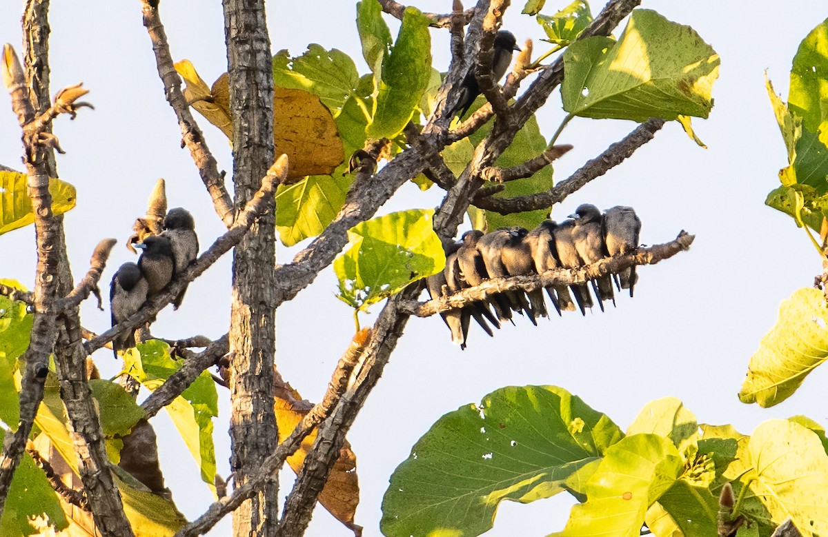 Ashy Woodswallow - ML542542831